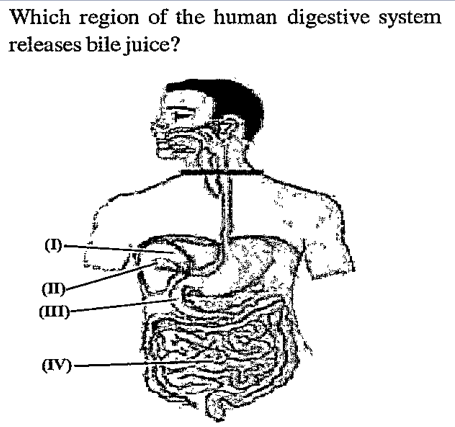 Which region of the human digestive system releases bile juice?