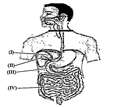 The given diagram represents a part of human digestive system. Which two structures produce substances that are involved in digestion of fat?