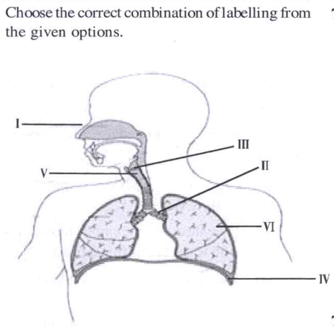 Choose the correct combination of labelling from the given options