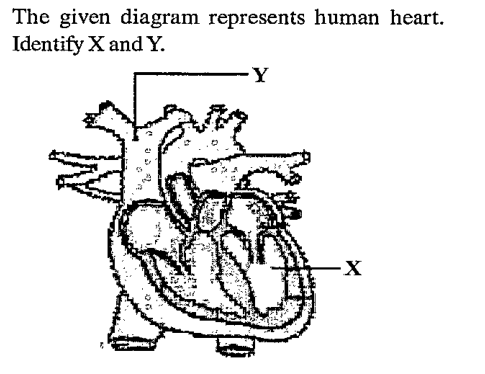 Identify x and y