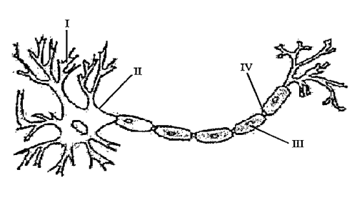 Which of the following options correctly represents the name of I, II, III and IV