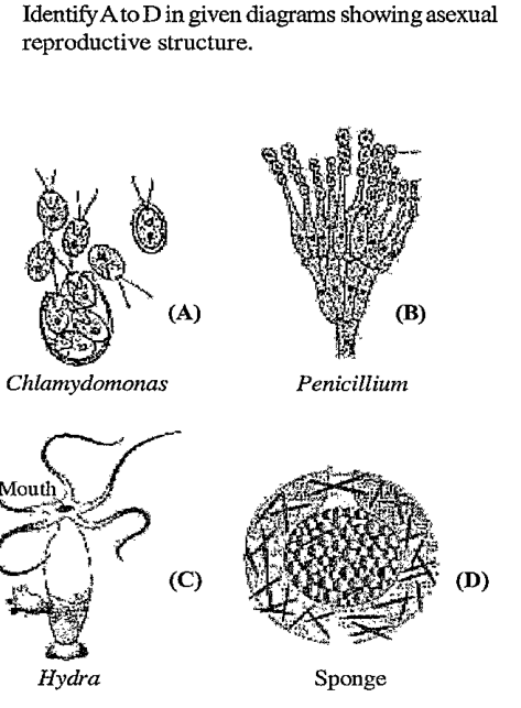 Identify A to D in given diagrams showing asexual reproductive structure