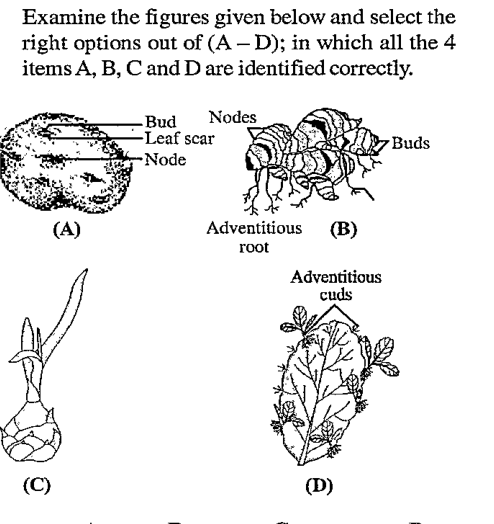 Choose the correct options