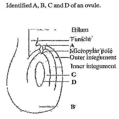 Identify A,B,C and D of an ovule