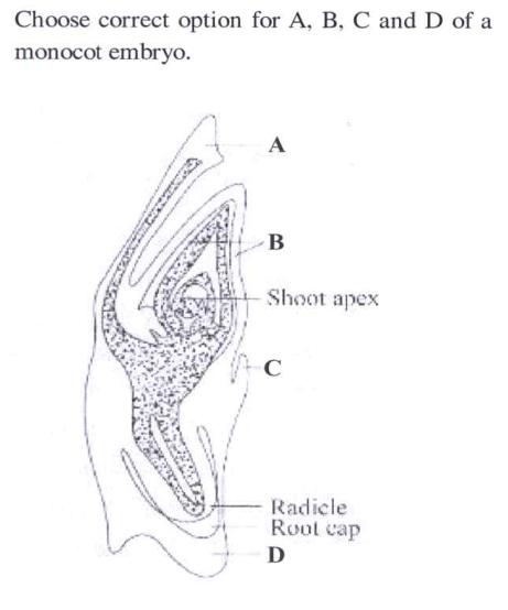 Choose the correct option for A,B,C and D of a monocot embryo