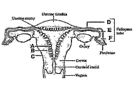 The given figure shows the diagrammatic sectional view of female reproductive system with few structures labelled as A, B, C, D, E and F.      Name the following