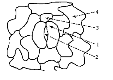 Given below is a diagram of the stomatal apparatus. Match the labels with the corresponding names of the components.    Choose the CORRECT combination.