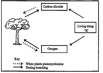 Study the given diagram .It shown the exchange of gases between two types of living things in the environment.