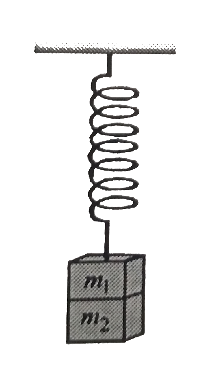 Two masses m1 and m2 are suspended together by a massless spring of constant k. When the masses are in equilibrium, m1 is removed without disturbing the system. The amplitude of oscillations is