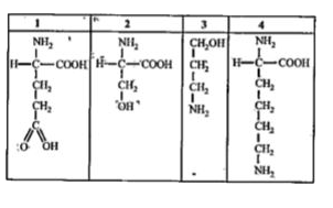 नीचे 1 से 4 में दिये जा रहे संरचनात्मक सूत्रों में वह कौन सा एक सूत्र है जिसमें मूलभूत ऐमीनो अम्ल को सही प्रतिदर्शित किया गया है?