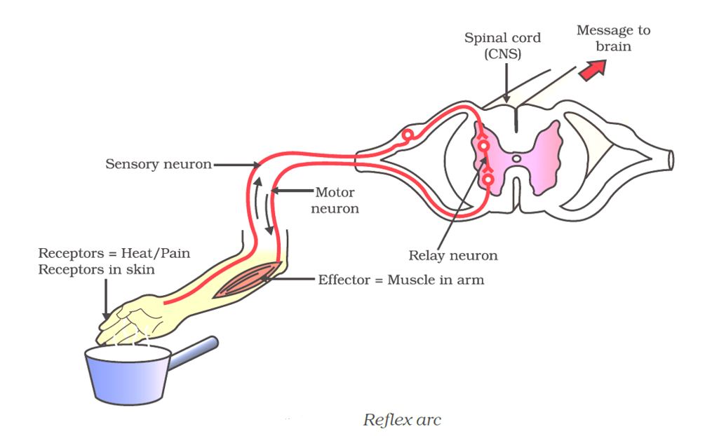 ocr_image