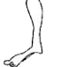 The figure shows a human foot. Mark the positions of load, effort and fulcrum in the foot. Name the type of lever foot.