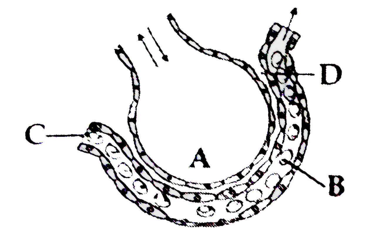 The figure given below shows a small part of human lung where exchange of gases takes place. In which one of the option given below, the one part A, B, C or D is correctly identified along with its functions