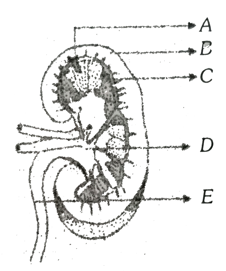 Rafer the following diagram and identify the parts of a kidney indicated