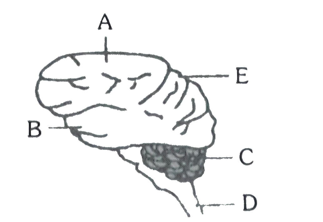 The given diagram is the lateral view of the human brain, parts are indicated by alphabets. Select the answer in which these alphabets have been correctly paired with the parts which they indicate