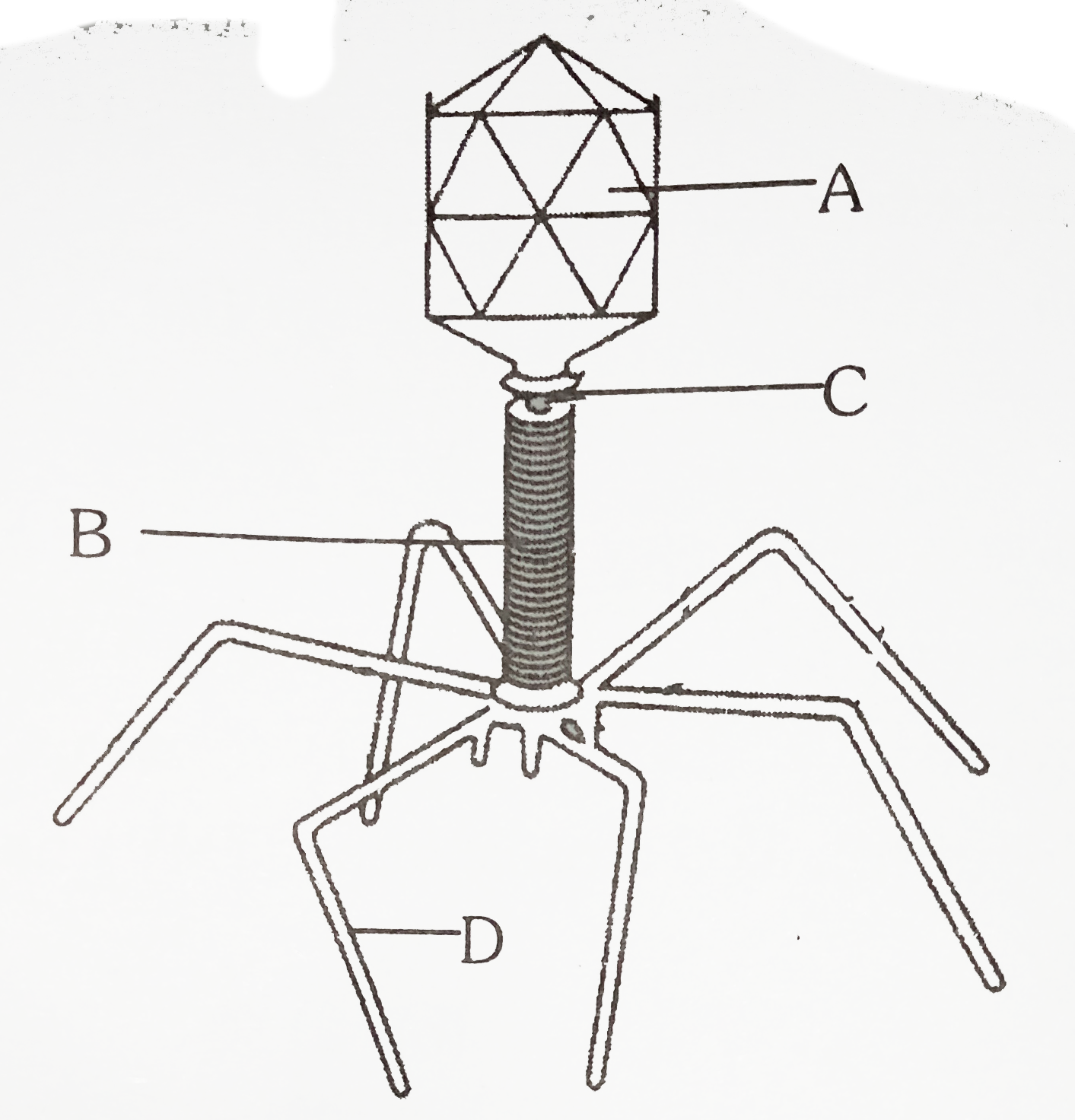Given below is the diagram of a bacteriophage. In which one of the options all the four parts A, B, C and D are corret      |{:(,