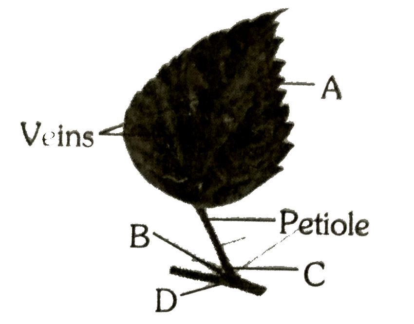 See diagram of a typical leaf. In which of the following option all the four parts marked as A, B, C, and D are correctly identified
