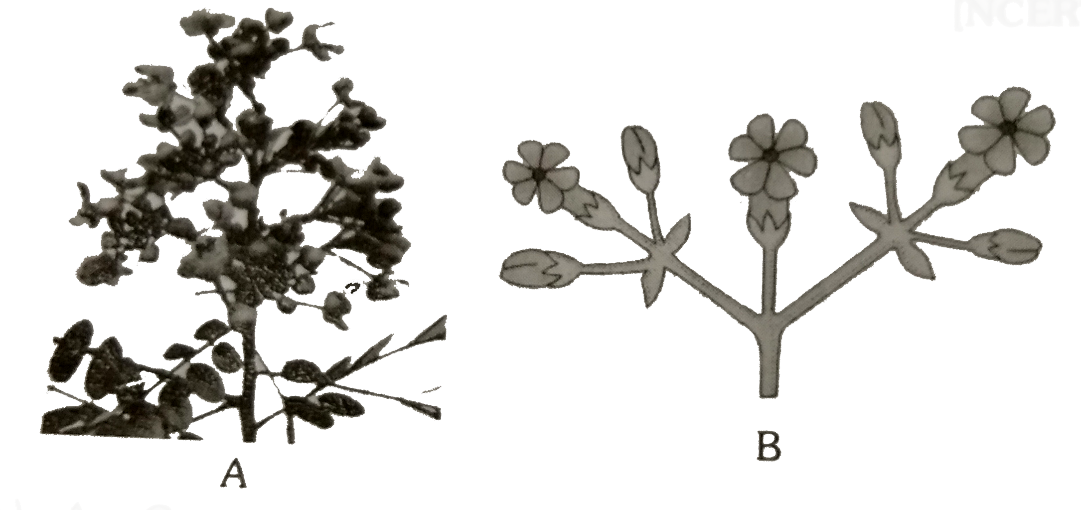 See the folling diagrams and identify inflorescence A and B