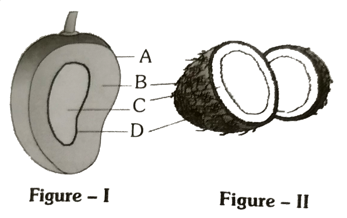 Figure-I-Mango, Figure-II-Coconut are shown in the following digram. Identify the parts of the fruit A,B,C and D are respectively