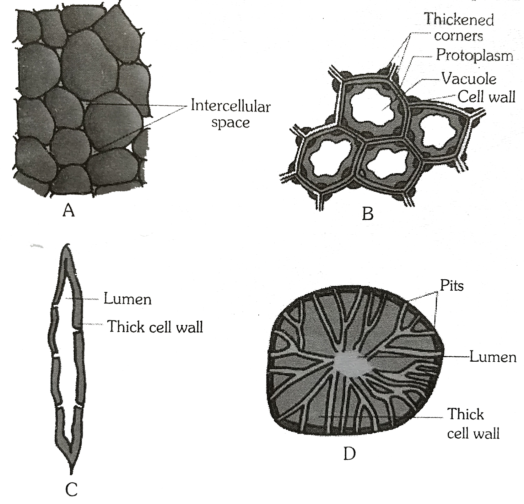 Collenchyma Tissue Diagram