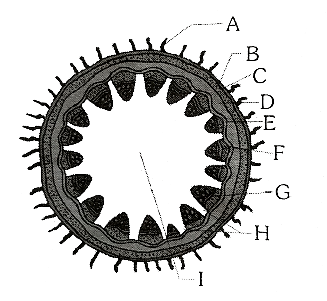 The following diagram shows the TS of dicot stem, certain parts have seen indicated by A,B,C,D,E,F,G,H and I. Select the right answer in which these alphabets have been correctly matched with the parts which they indicate