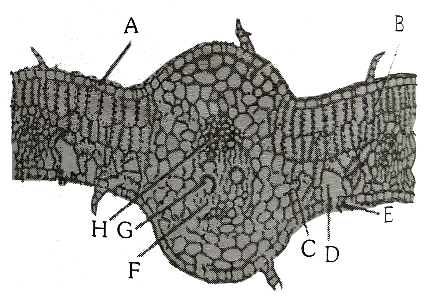 cross section of dicot leaf