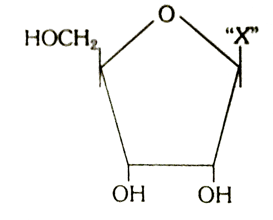 Given below is the diagrammatic representation of one of the categories of small molecular weight organic compounds in th living tissues. Identify the category shown and the one blank component ''X''in it      {:( ,