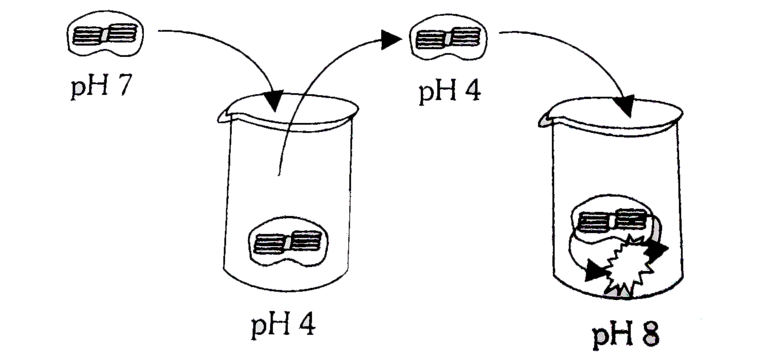 The  given  digram represents an experiment with   isolated chloroplastic . The  chloroplastic  were  first made acidic by  soaking  them in a solution  at pH 4.  After the thylakoid space  reached  pH 4. the  chloroplast were  transferred to a basic  solution  at pH 8.  The chloroplast are then placed in the  dark . Which  of these  compounds would  you expect to be  produced
