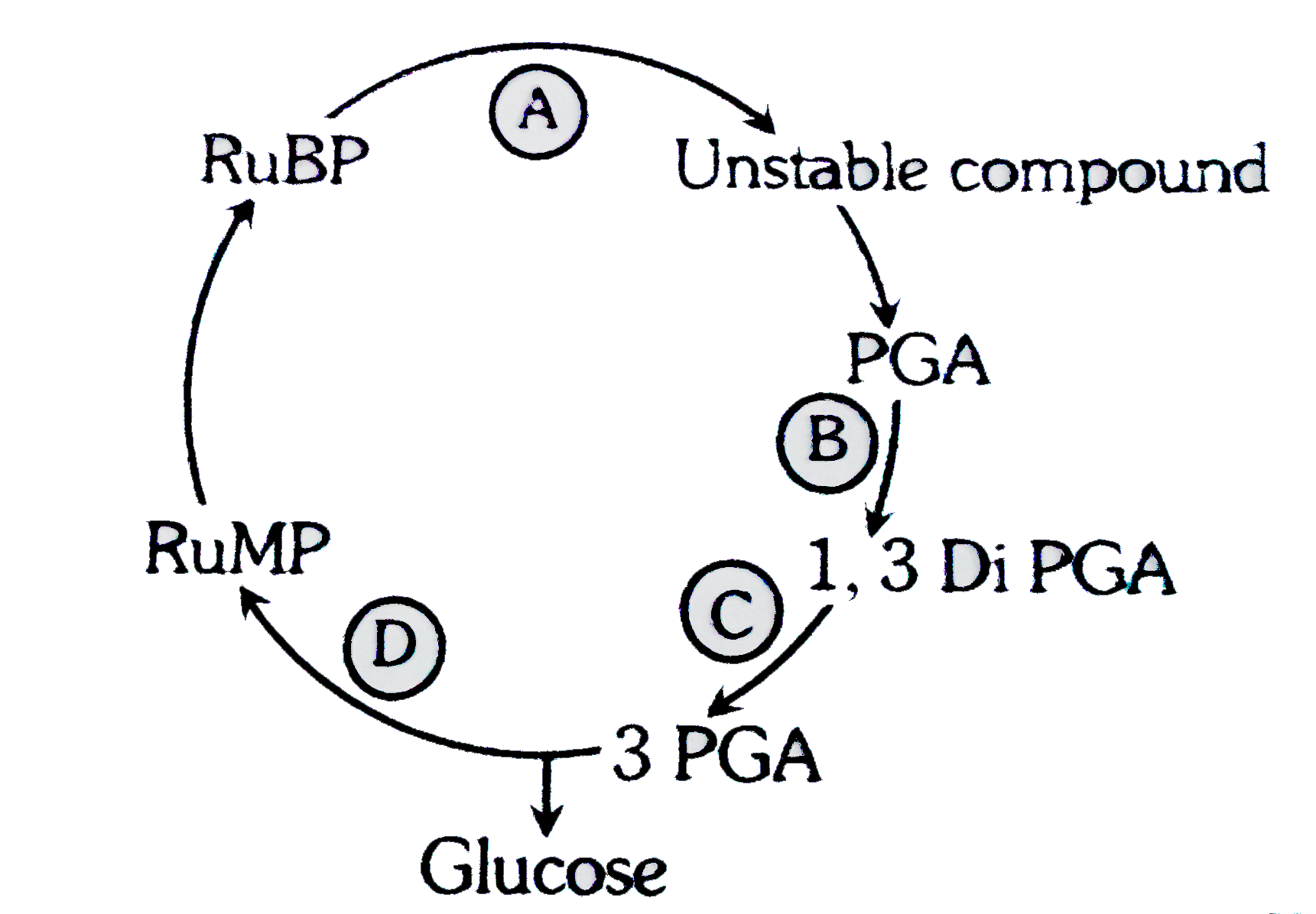 In a condensed schematic representation of drak reaction of photosynthesis gien below , steps are indicated by alphabets. Select the option where the alphabets are correctly identified