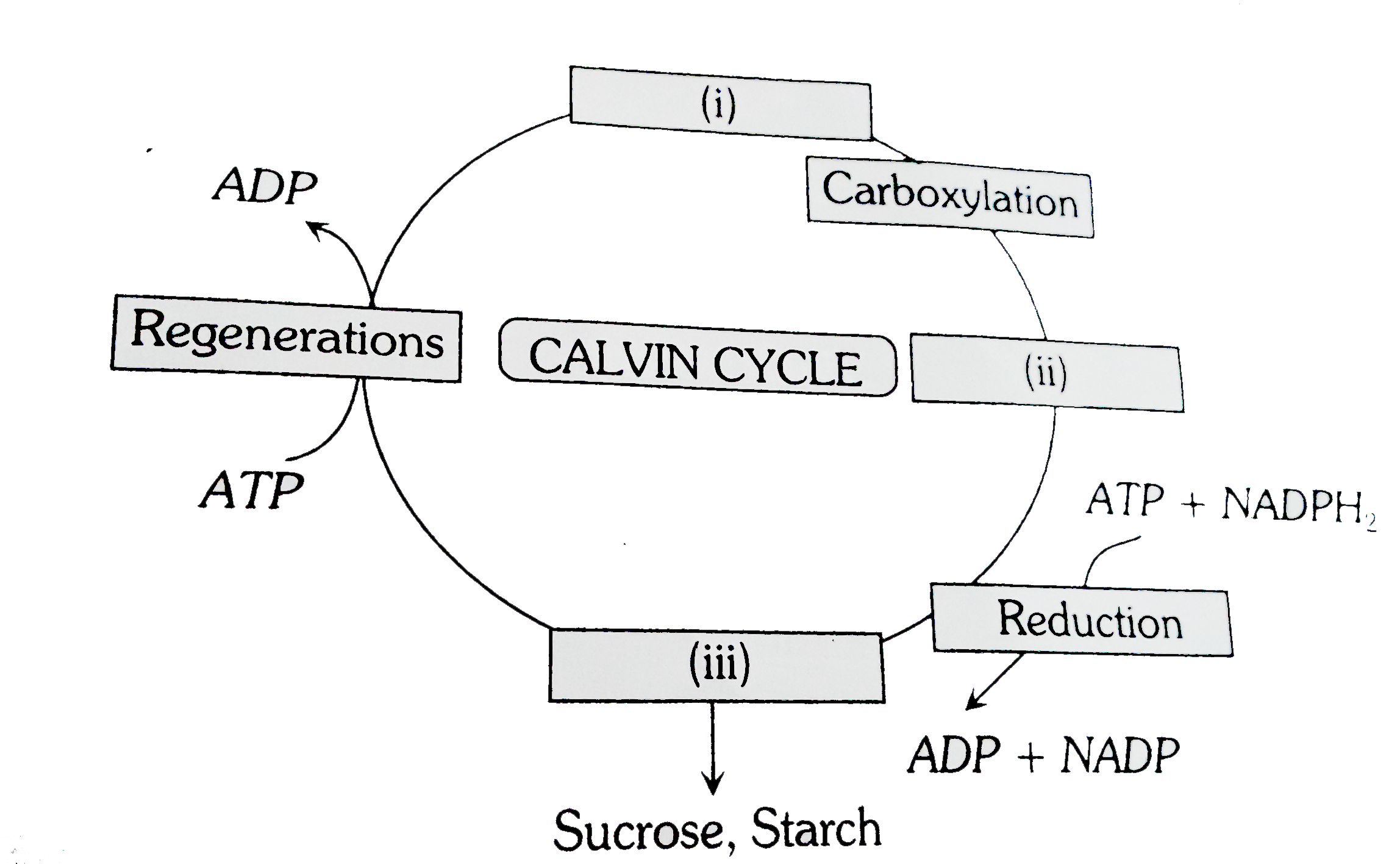 Choose the coorrect combination of labelling the carboxylic molecule involved in the Calvin cycle.