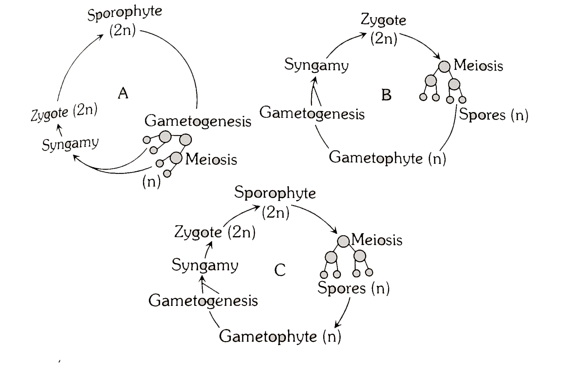 Which of the following options are correctly represents the type of life cycle patterns given below.