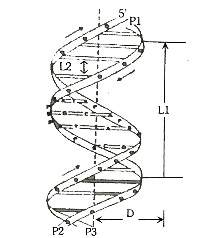 The adjoining figure given below show DNA double helix. Which one of the following option given the correct information about the DNA
