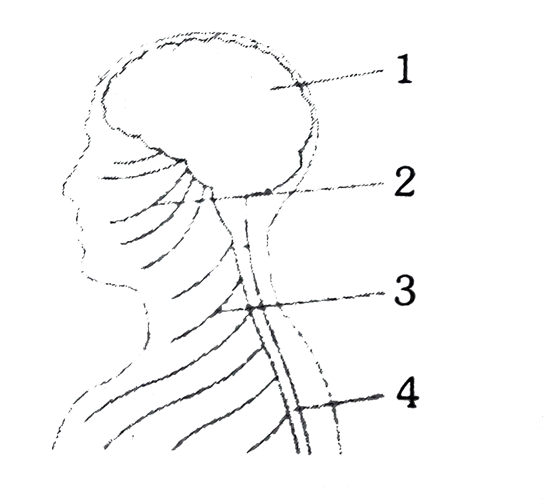 The given diagram indicates part of the human body, the structures beloging to the central nervous system are numbered