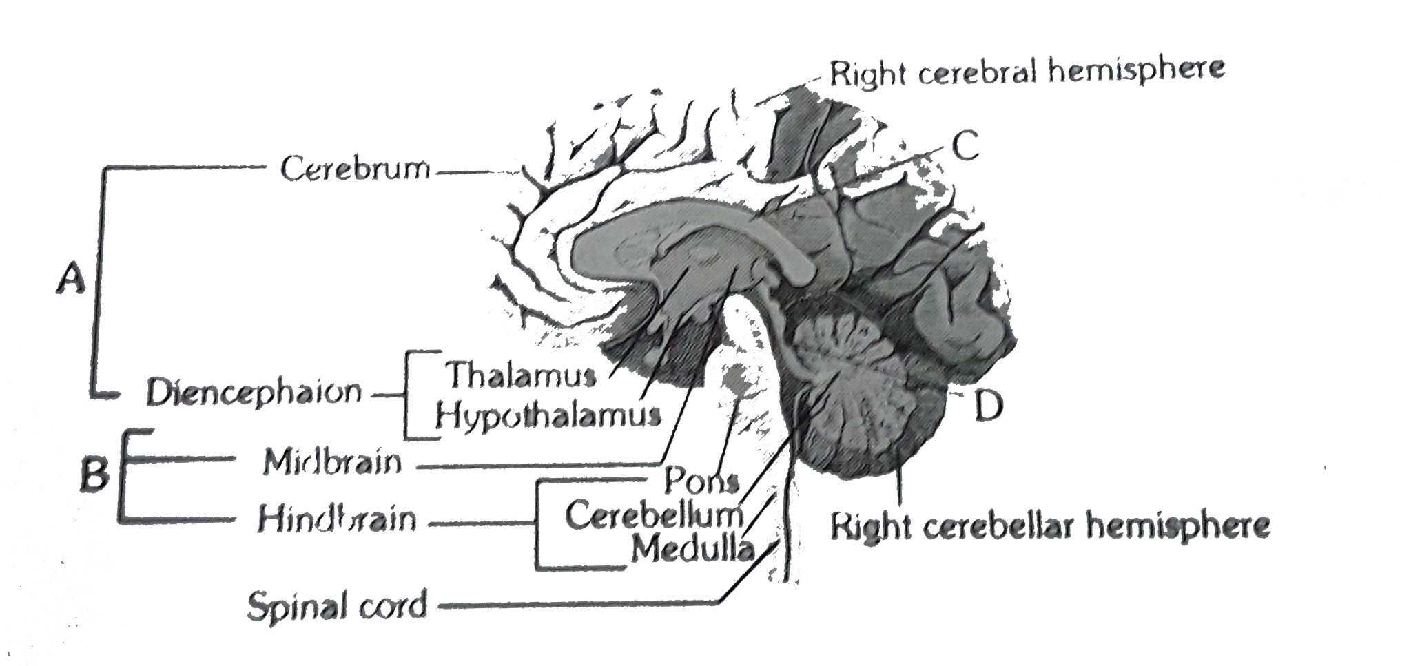 See the following diagram and identify A, B, C and D