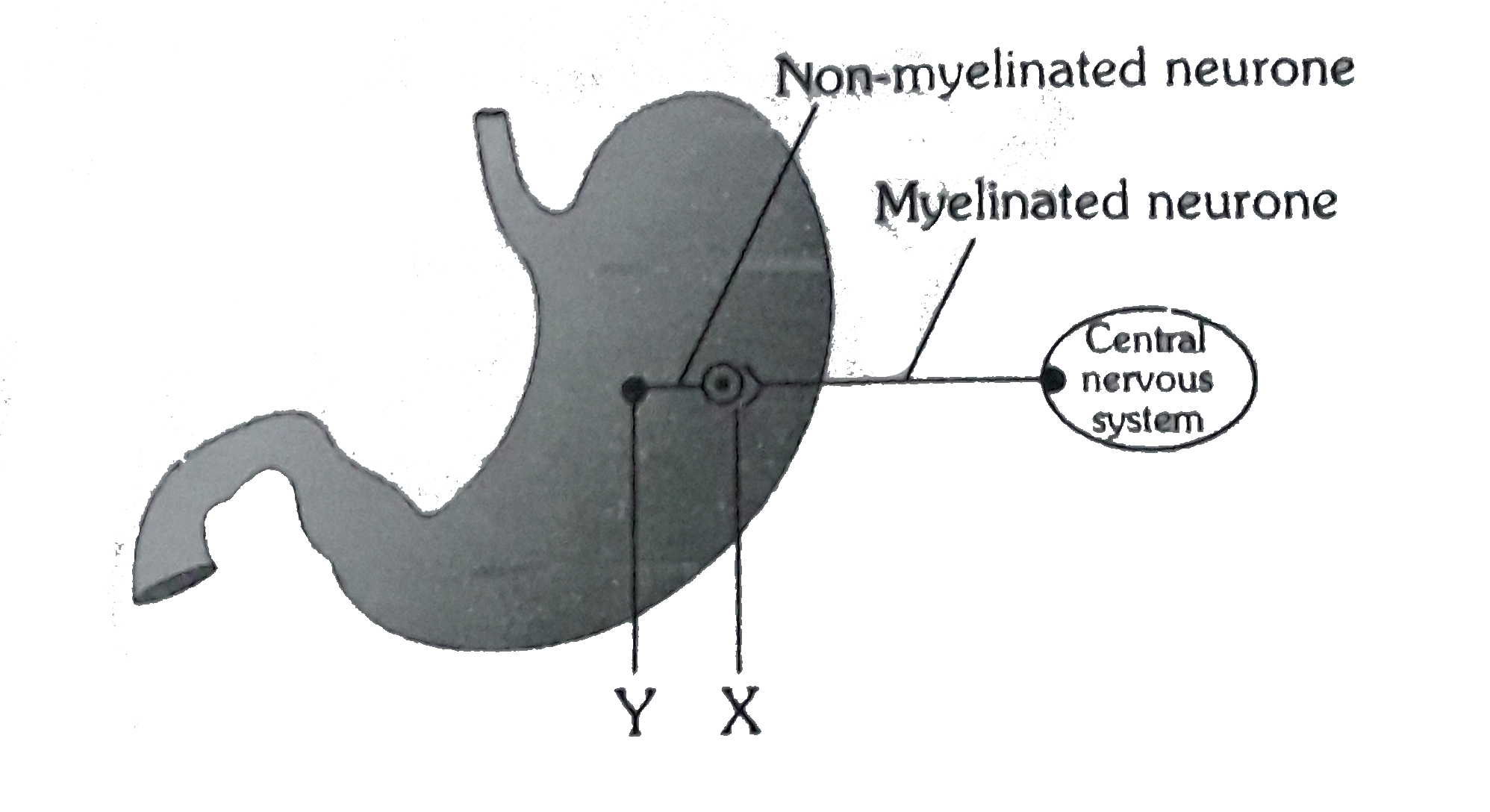 Synapse X Logo Transparent