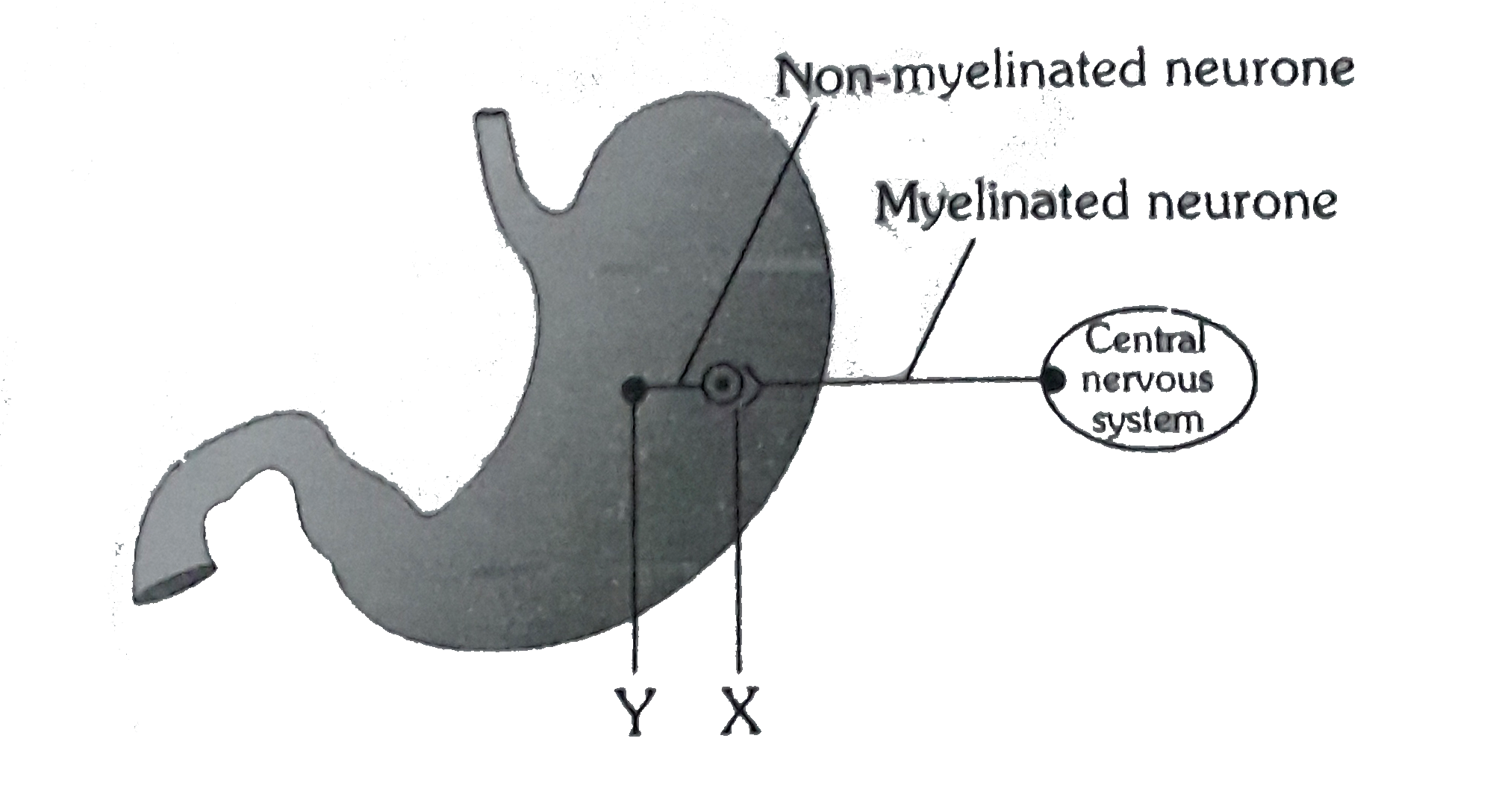 The given diagram shows the parasympathetic innervation of smooth muscle and glands of the stomach      Select the right option in which the chemical transmitters are released at the synapses X and Y are correctly identified