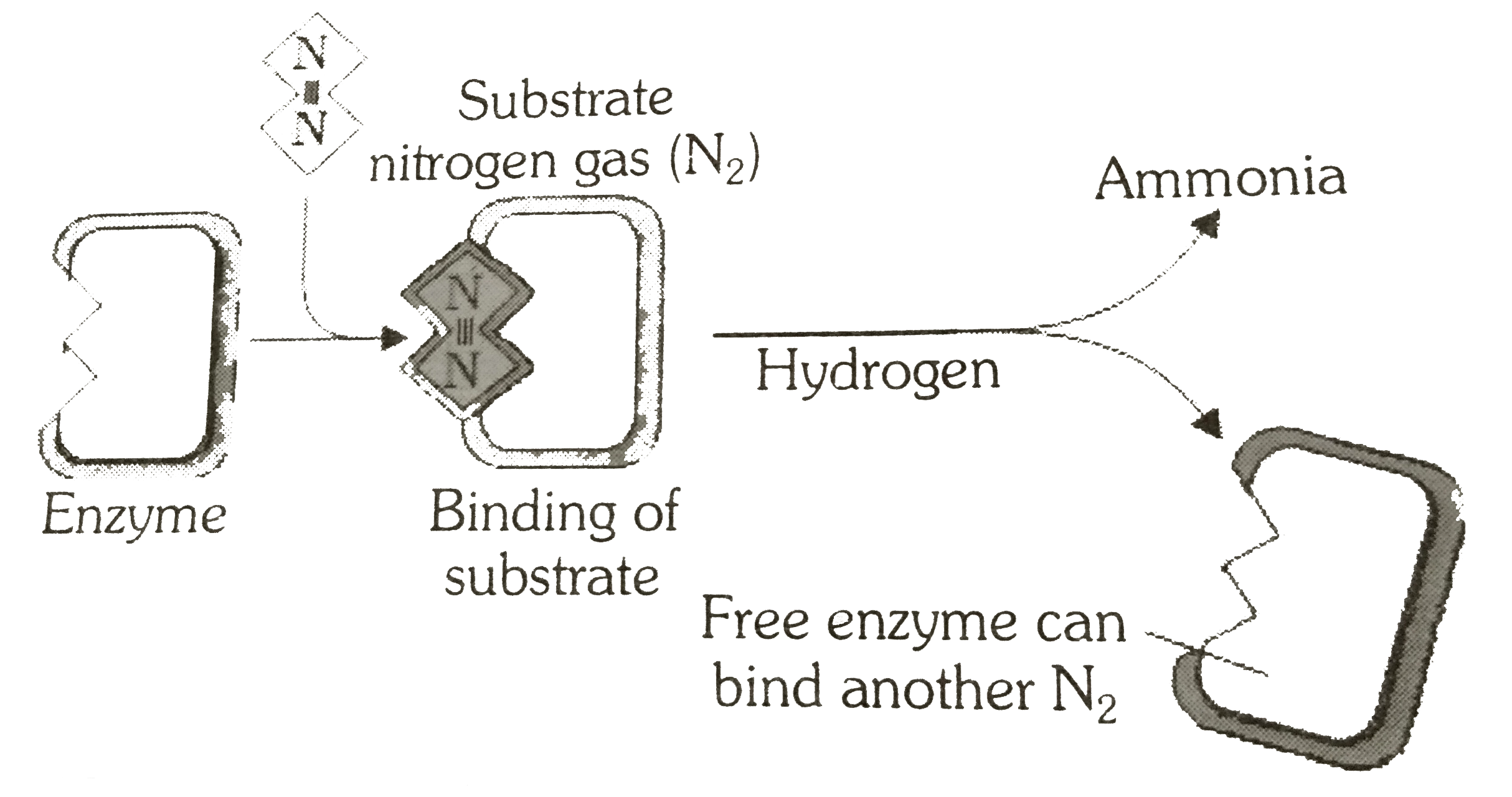 The given figure represents the Nitrogens fixation. See the diagram and select the correct option      I. Nitrogenase catalyses the reaction   II. The formation of ammonia is a reductive process   III. One molecule of nitrogen produces two molecules of ammonia   IV. Nitrate raductase catalyse the reaction   V. Formation of ammonia is an oxidation process   VI. One molecule of nitrogen produces one molecule of  ammonia