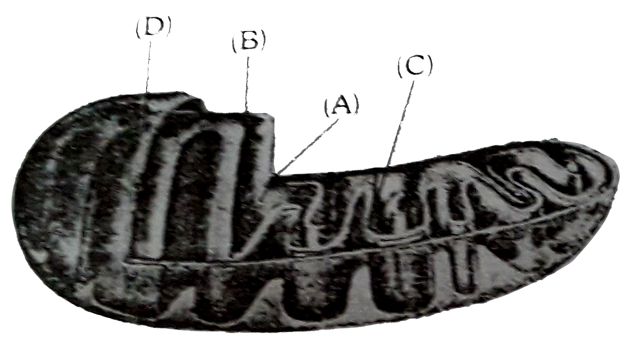 The figure below shows the structure of a mitochondrion with its four parts labelled (A), (B), (C ) and (D). Select the part correctly matched with its function