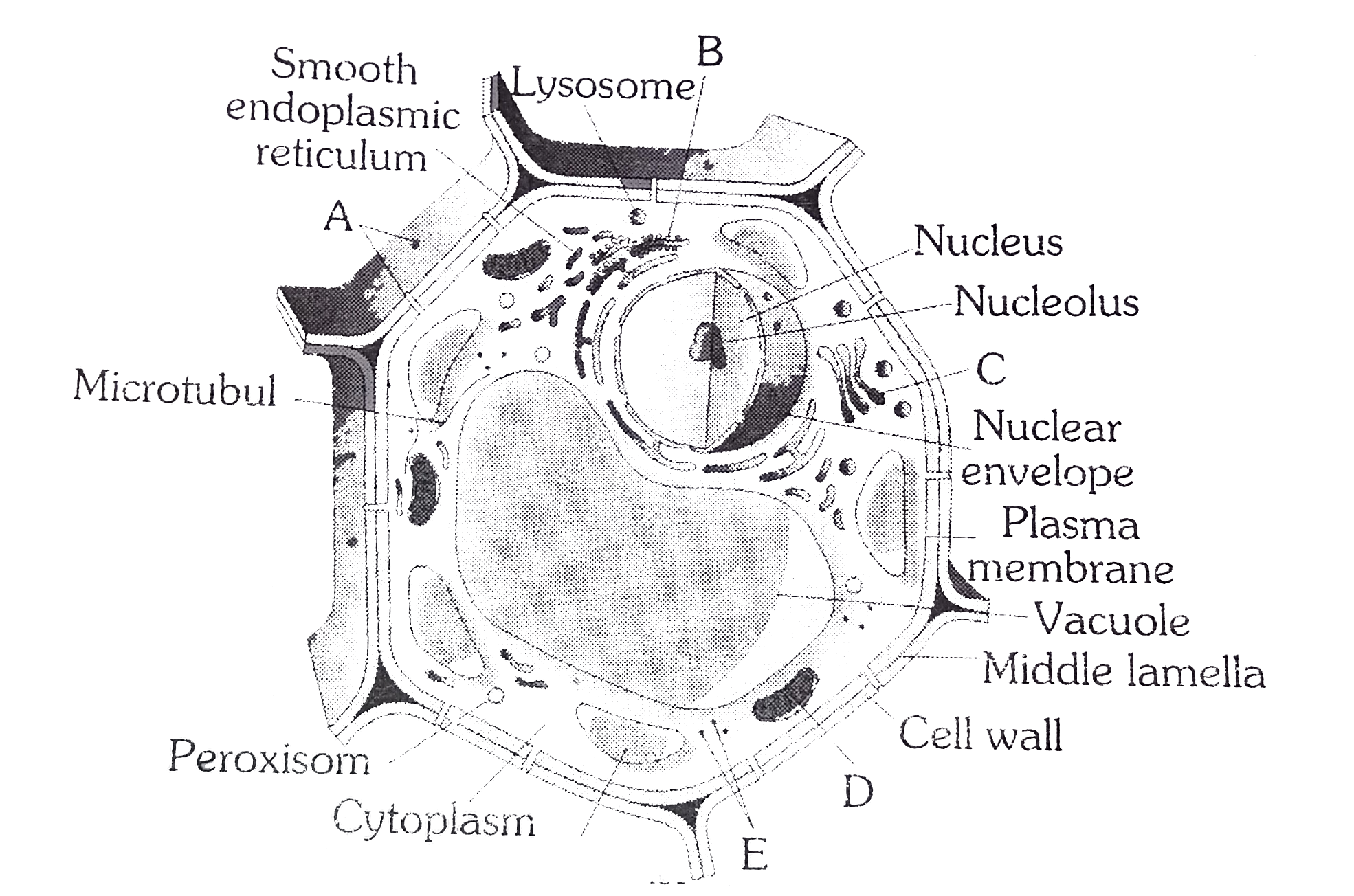 The given figure shows some of the missing structures in a plant cell (A -E). Identify the marked alphabets