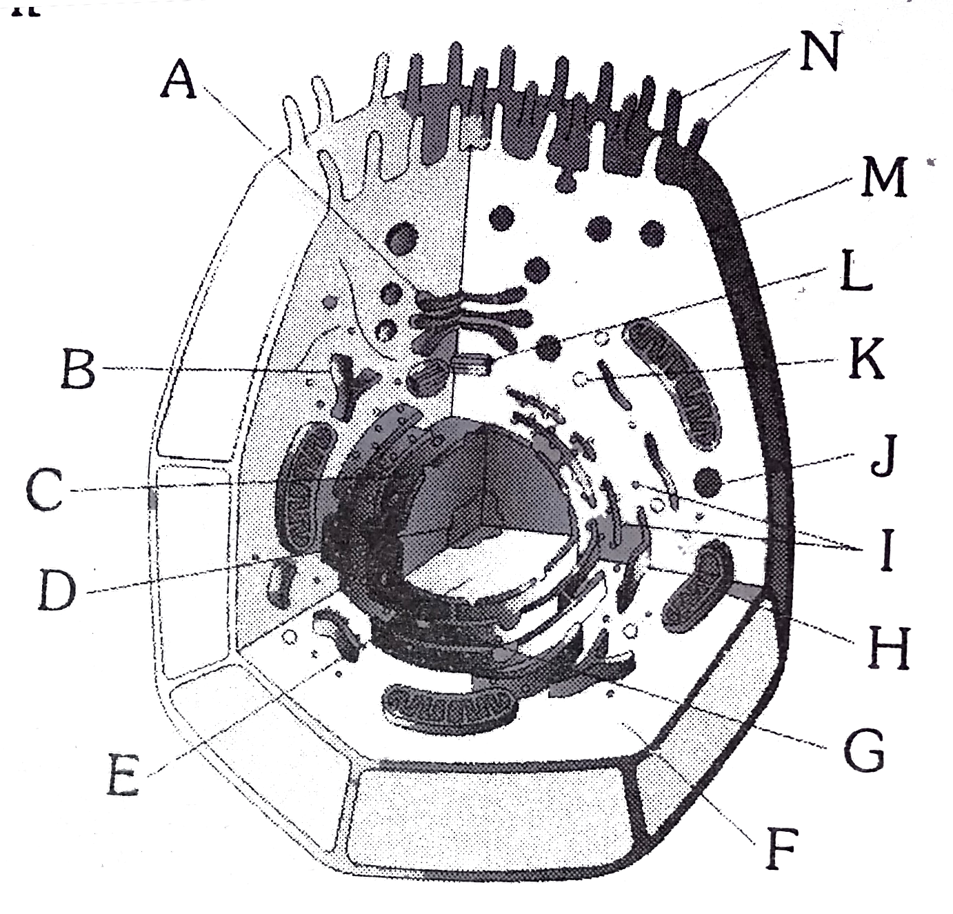 The given diagram shows important structures in an animal cell. Identify it   (I) The structure replicates during mitosis and generates the spindle   (II) Major site for synthesis of lipid   (III) Power house of the cell   (IV) Store house of digestive enzyme   (V) Increases the surface area for the absorption of materials   (VI) Site of glycolysis   (VII) Site for active ribosomal RNA synthesis