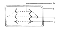 The diagram given below represents a stage in cell division. Study the same and answer the questions that follows:      What is the unique feature observed in this stage?