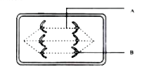 The diagram given below represents a certain stage of mitosis :       Name the parts labelled A and B.