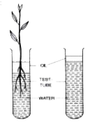 The figure given below represents the set-up at the start of certain experiment to demonstrate an activity of plants:      What is the aim of the experiment?