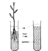 The figure given below represents the set-up at the start of certain experiment to demonstrate an activity of plants:      Why has the test tube 'B ', without the plant, been taken in the experiment?