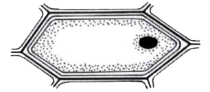 The figure given below shows the epidermal cells of an onion bulb. This cell was then transferred to a drop of sugar solution.      Draw a well labelled diagram of the epidermal cell as it would appear after immersion in a strong sugar solution.