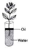 Study the diagram given below and answer the questions that follow :     Why is oil placed over water