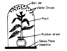 Given below is an apparatus which was setup to investigate a physiological process in plants. The setup was placed in bright sunlight. Answer the questions that follow:      List two adaptations in plants to reduce the above process.