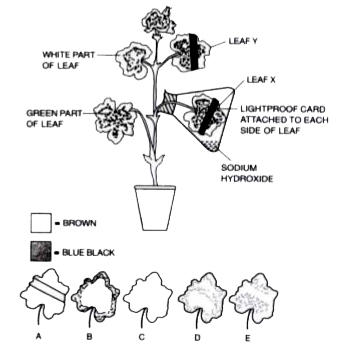 A well-watered healthy potted plant with variegated leaves was kept in darkness for about 24 hours. It was then set-up as shown in the diagram below and exposed to light for about 12 hours. At the end of this time, leaf X and leal y were tested for starch. Study the diagram and answer the questions that follow      Why was the plant initially kept in darkness for 24 hours ?