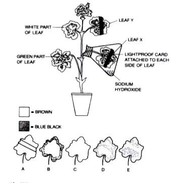 A well-watered healthy potted plant with variegated leaves was kept in darkness for about 24 hours. It was then set-up as shown in the diagram below and exposed to light for about 12 hours. At the end of this time, leaf X and leal y were tested for starch. Study the diagram and answer the questions that follow      What is the function of sodium hydroxide solution in the fiask?