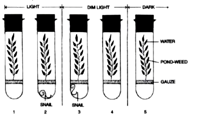 The diagram given below is a set up to demonstrate an experiment     Pond-weed was placed in five water-filled tubes. The experiment was set-up as shown in the diagram. The tubes were then left for 24 hours   In which tube would you expect the greatest increase in dry weight to the pond-weed